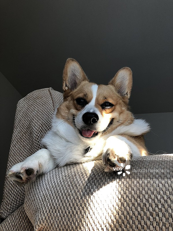 彭布罗克威尔士柯基犬在床上放松的特写肖像，美国宾夕法尼亚州新荷兰图片素材