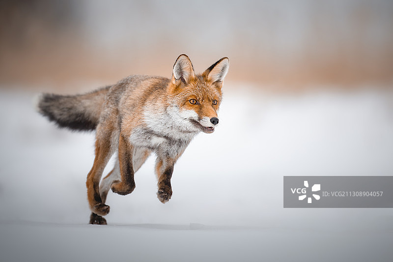 雪地里奔跑的松鼠特写，捷克图片素材