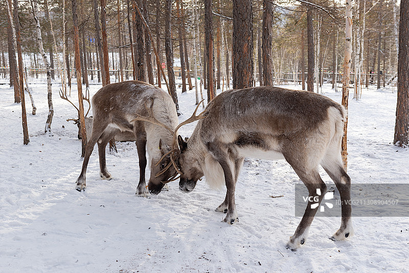 漠河北极村 北极村星空 冬天的东北 东北雪景 驯鹿园图片素材