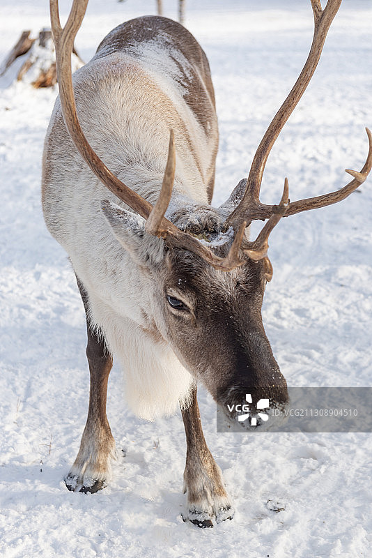 漠河北极村 北极村星空 冬天的东北 东北雪景 驯鹿园图片素材