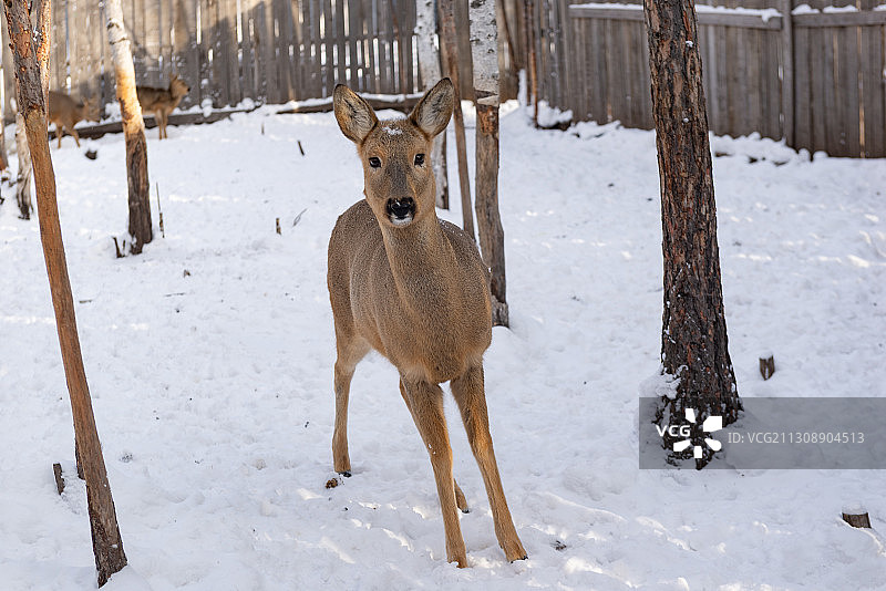 漠河北极村 北极村星空 冬天的东北 东北雪景 驯鹿园图片素材