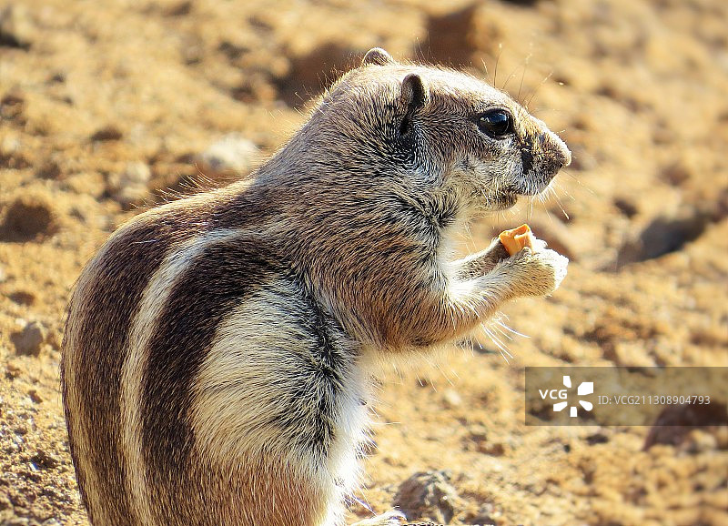 岩石上的草原犬鼠特写图片素材