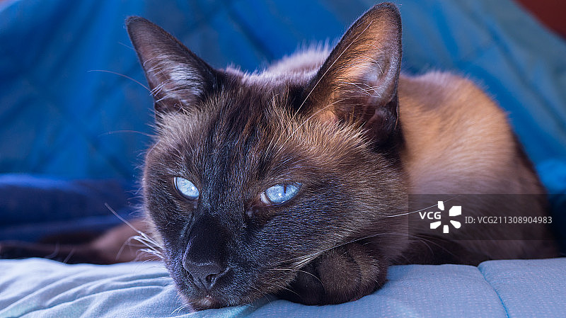 阿根廷布宜诺斯艾利斯，躺在床上的猫咪特写图片素材
