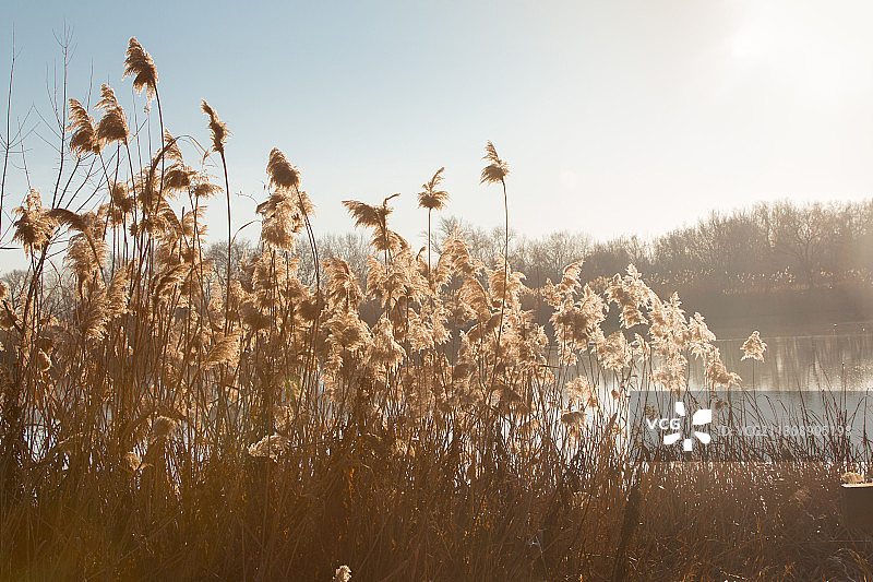 西班牙马德里阿尔甘达德尔雷伊的田野植物特写图片素材