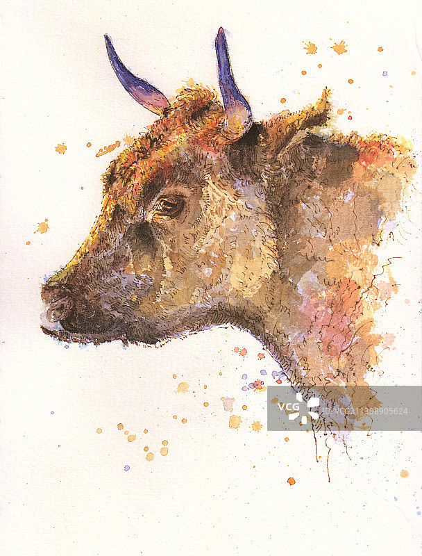 牛 插画图片素材