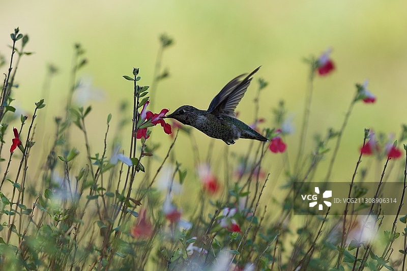 美国采石场湖泊休闲区：翠鸟图片素材
