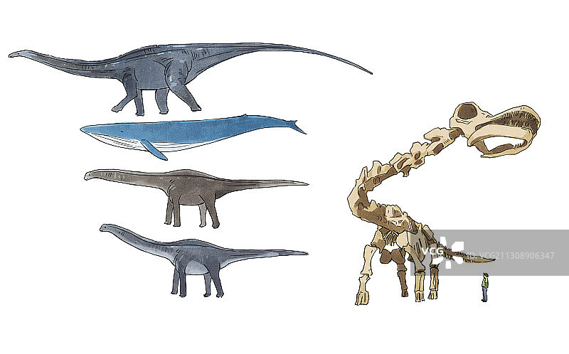 恐龙插画图片素材