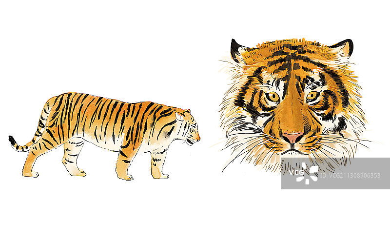 东北虎插画图片素材