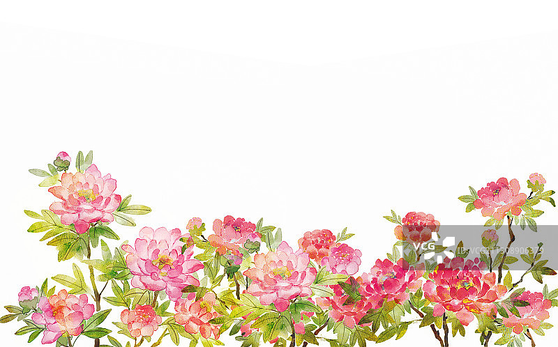 牡丹花丛插画图片素材