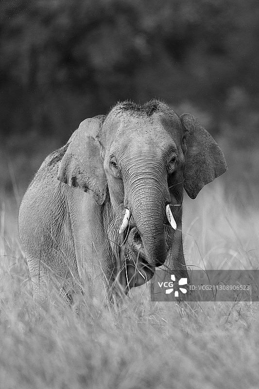 印度北阿坎德邦田野上的亚洲象图片素材