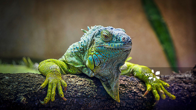 法国蒙彼利埃阿格罗波利斯林荫道树干上绿色鬣蜥的特写图片素材