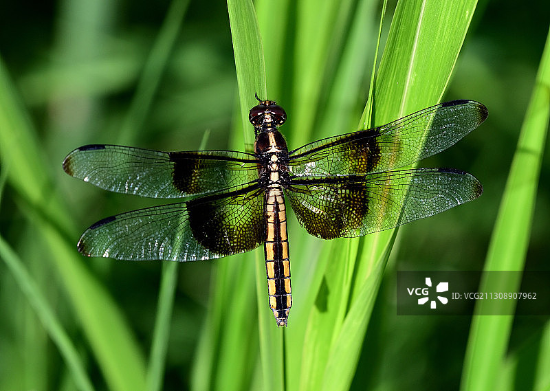 草地上的蜻蜓特写，美国图片素材