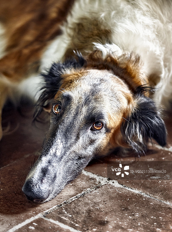 猎犬特写图片素材