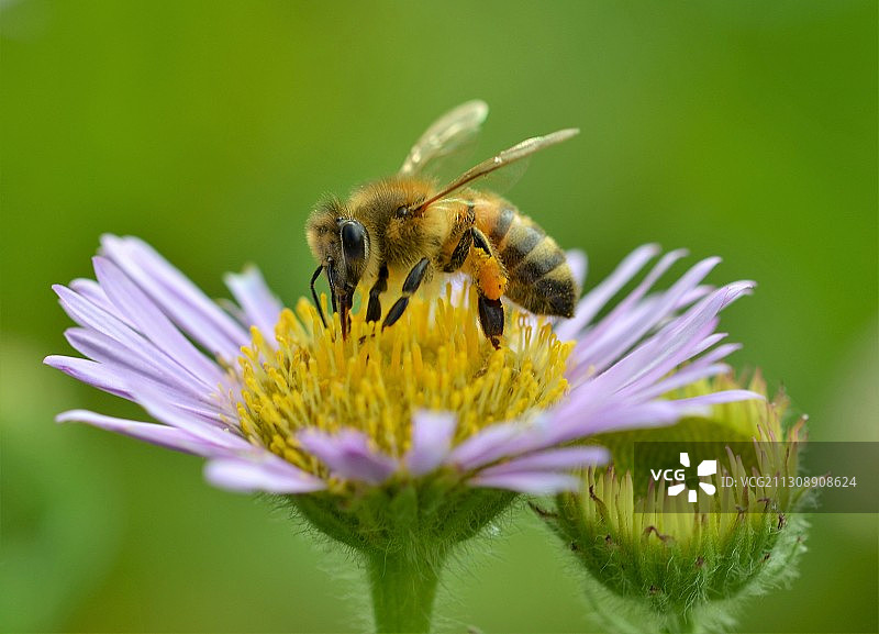 英国沃特福德紫色花朵上的蜜蜂特写图片素材