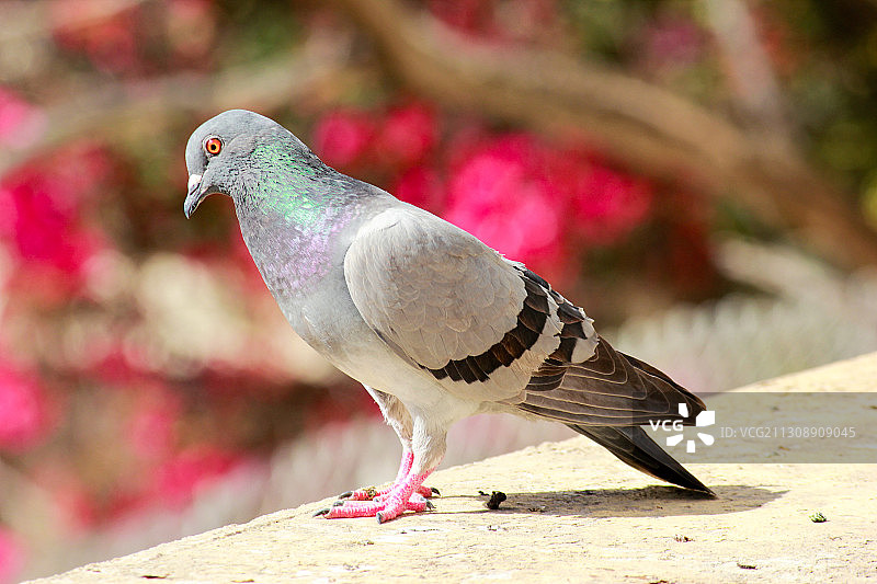 马耳他挡土墙上栖息的鸽子特写图片素材