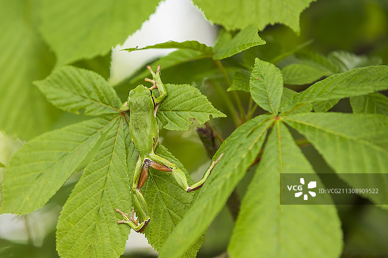 昆虫在植物上的特写图片素材