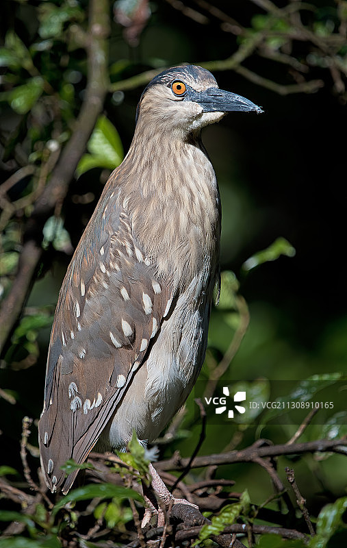 栖息在树枝上的猛禽特写图片素材