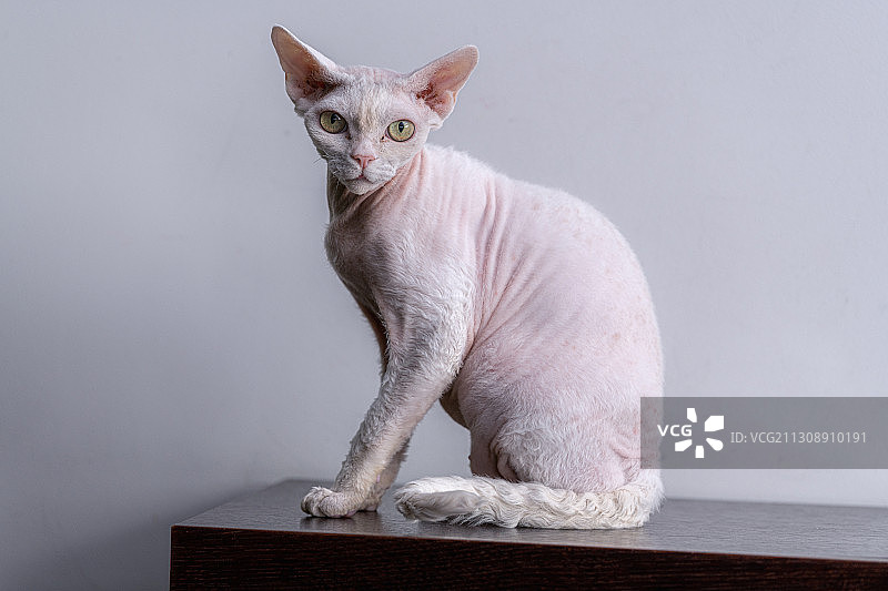 灰色背景桌子上坐着的猫咪肖像图片素材