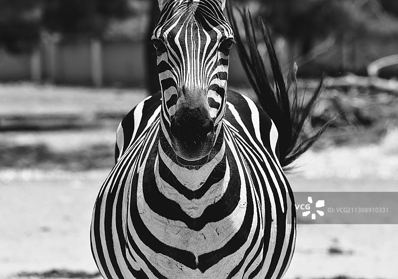 以色列平原斑马特写图片素材