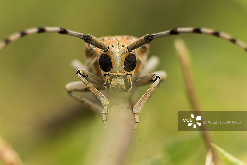 印度古吉拉特邦拉杰果德植物上的昆虫特写图片素材