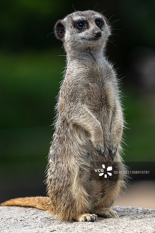 向远处看的猫鼬特写图片素材