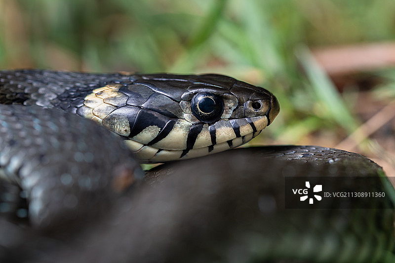 德国草蝰蛇特写图片素材