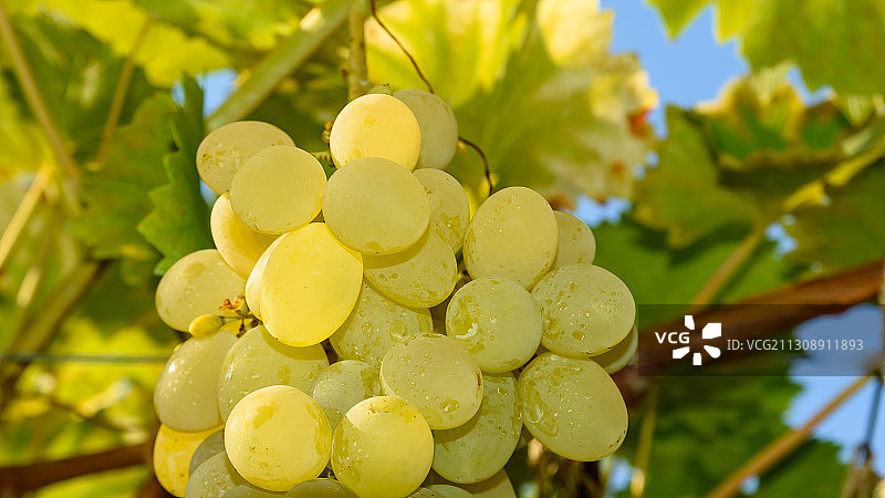葡萄在葡萄园里生长的特写图片素材