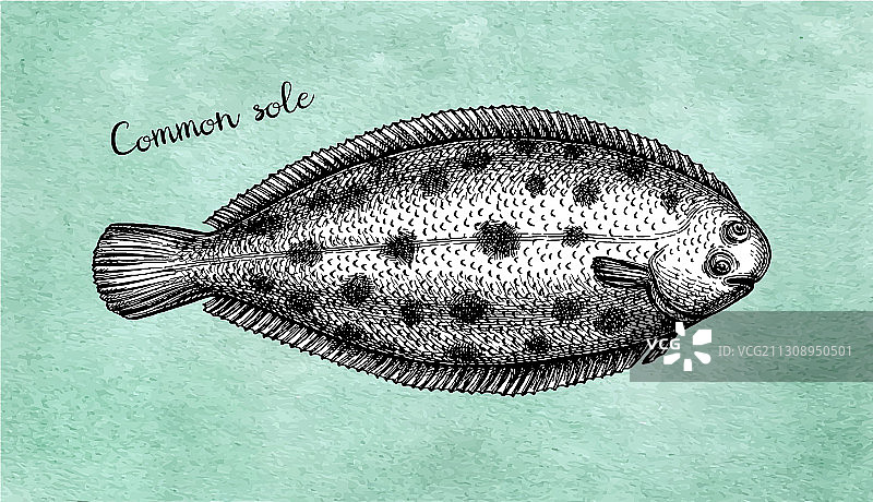 水墨素描鲽鱼图片素材