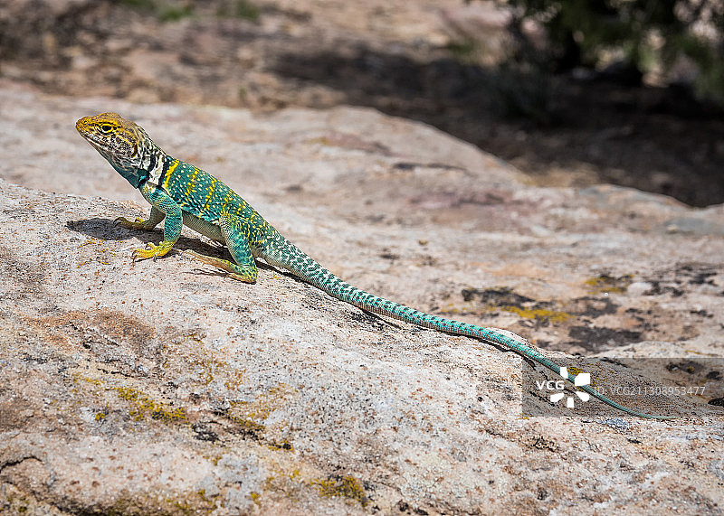 领蜥蜴在岩石上特写图片素材