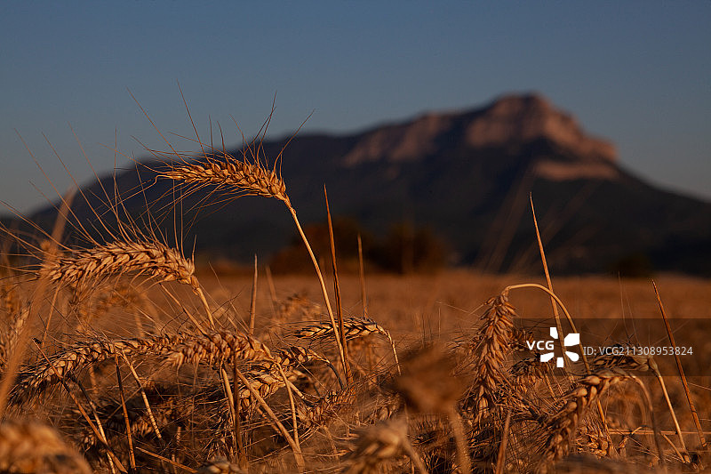 西班牙天空下的麦田特写图片素材