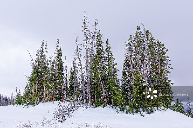 美国犹他州艾恩县雪原树木图片素材