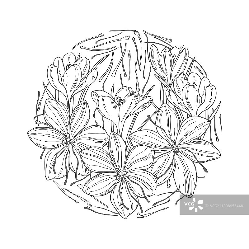 手绘藏红花香料圆形草图图片素材