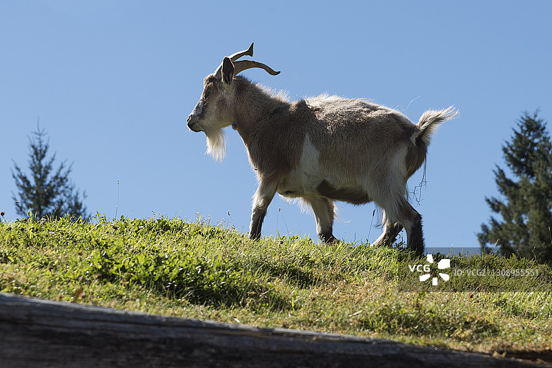 加拿大不列颠哥伦比亚省，在晴朗天空下，野山羊站在田野上的低角度视图图片素材
