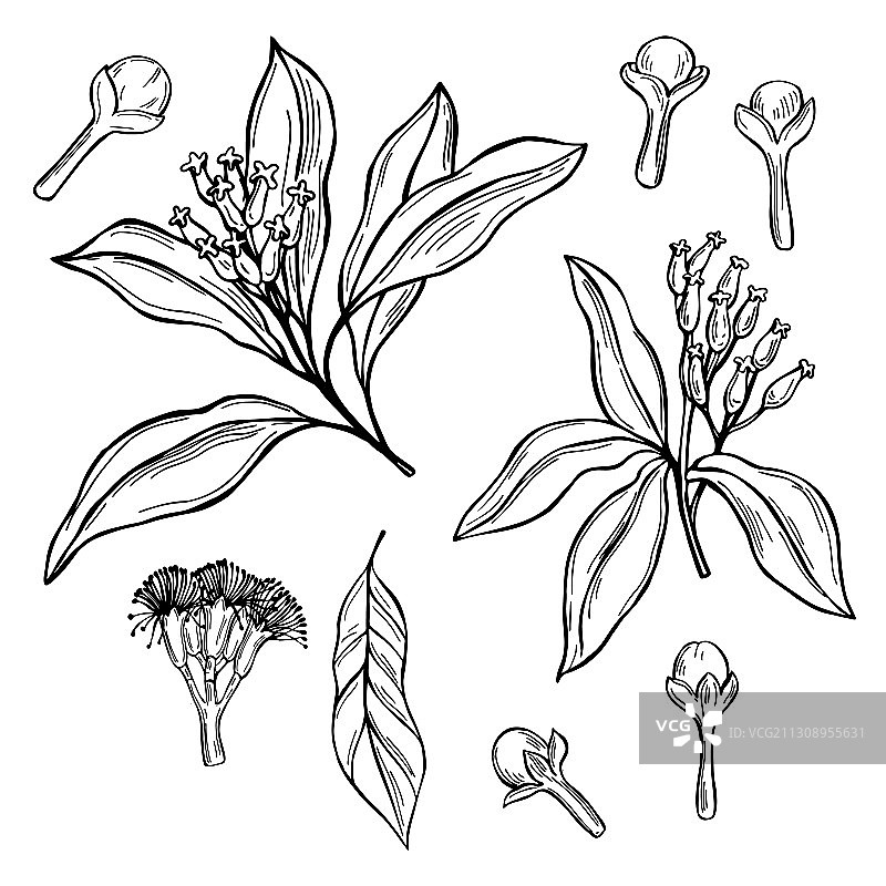 手绘丁香荚和花朵速写图片素材