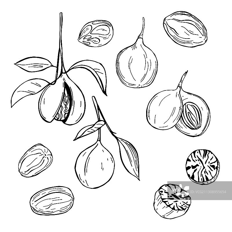 手绘肉豆蔻草图图片素材