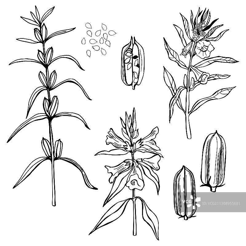 芝麻植物手绘草图图片素材