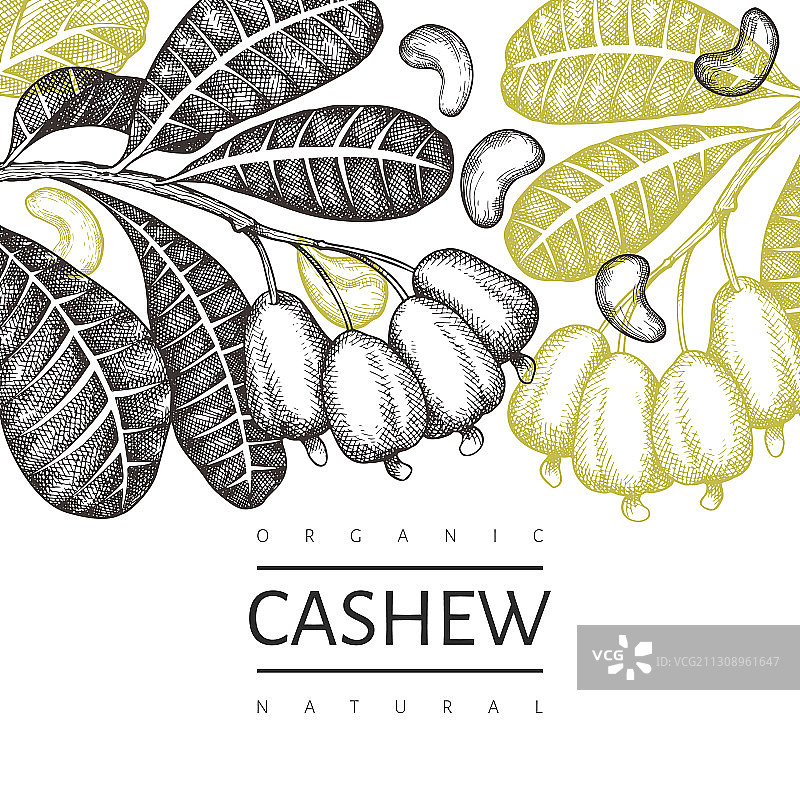 手绘腰果设计模板图片素材