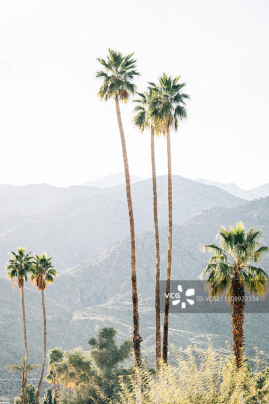 晴空下的棕榈树景色图片素材