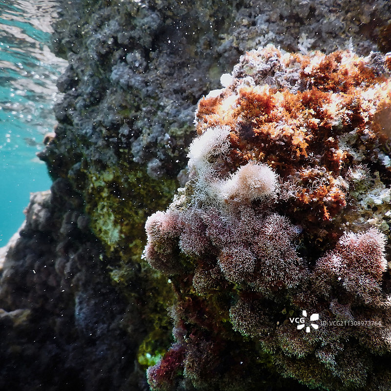 近距离拍摄希腊帕莱奥卡斯特里察绿线巴士站海中的珊瑚图片素材