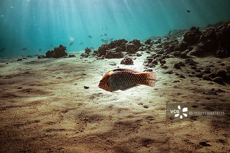 女子在海中游泳图片素材