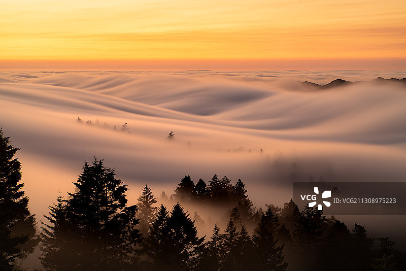 美国加州塔马尔帕伊斯山日落时分的树木剪影图片素材