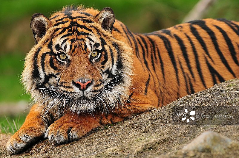 苏门答腊虎肖像图片素材