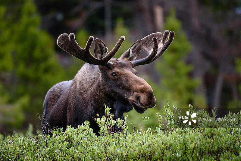 美国科林斯堡森林中的驼鹿图片素材