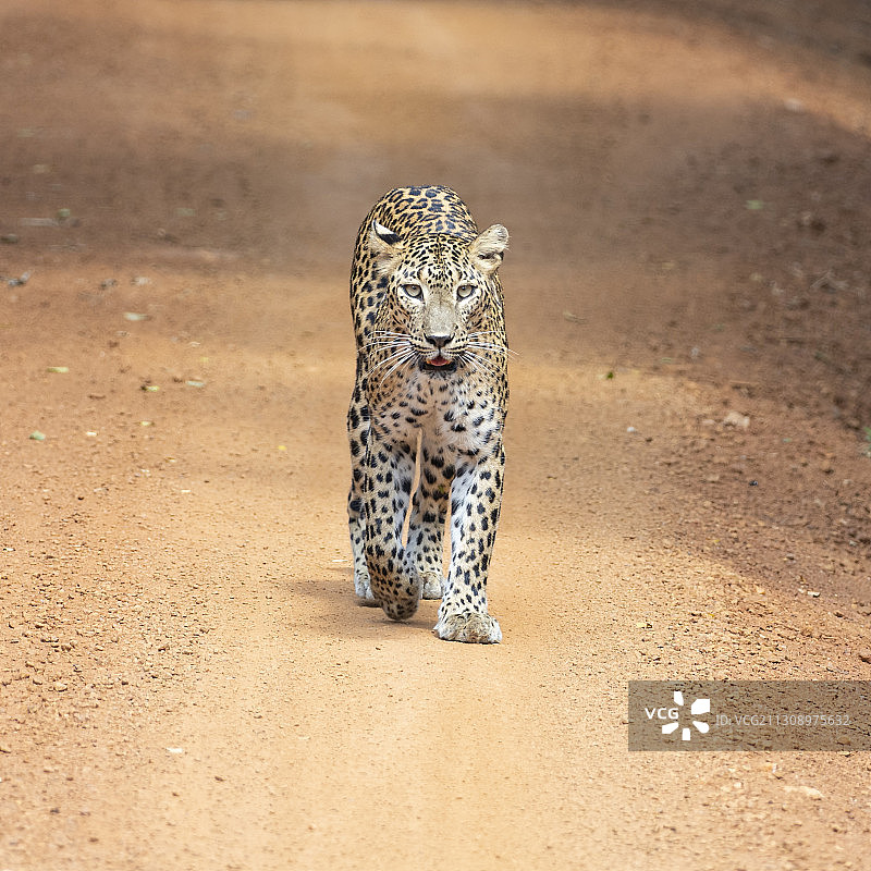 斯里兰卡维尔帕图国家公园的猎豹肖像图片素材