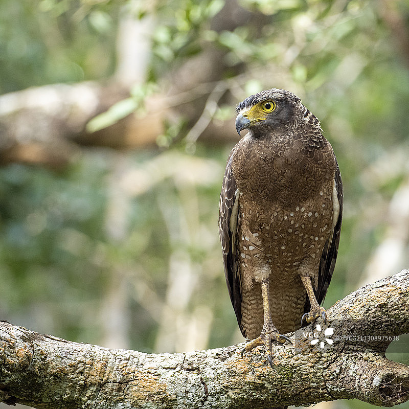 猛禽栖息在树枝上特写，斯里兰卡维尔帕图国家公园图片素材