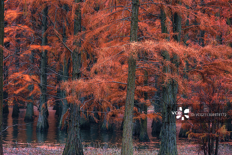 止马岭森林公园红杉林2+ 南京（六合 ）图片素材