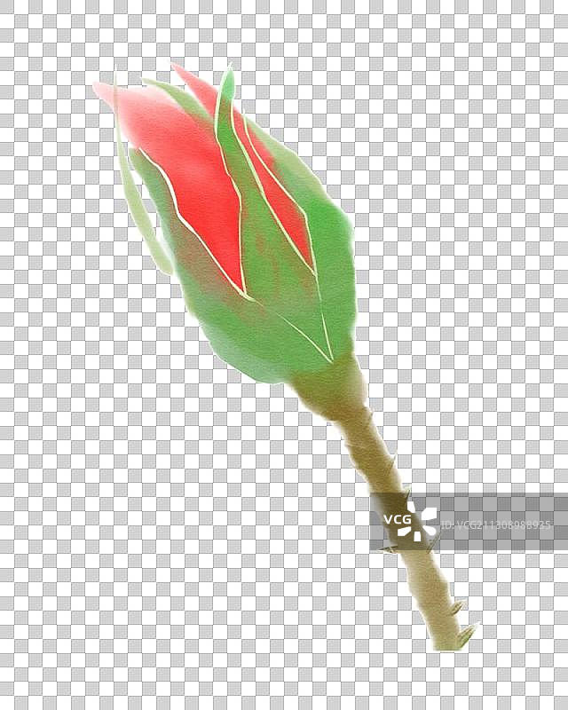 玫瑰花苞图片素材