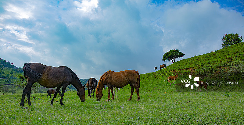 草原马场图片素材