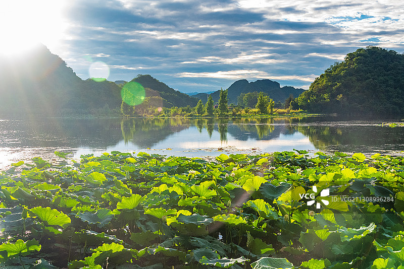白天的普者黑湖光山色，阳光照耀，嫩绿荷叶田田，水面倒影平静图片素材
