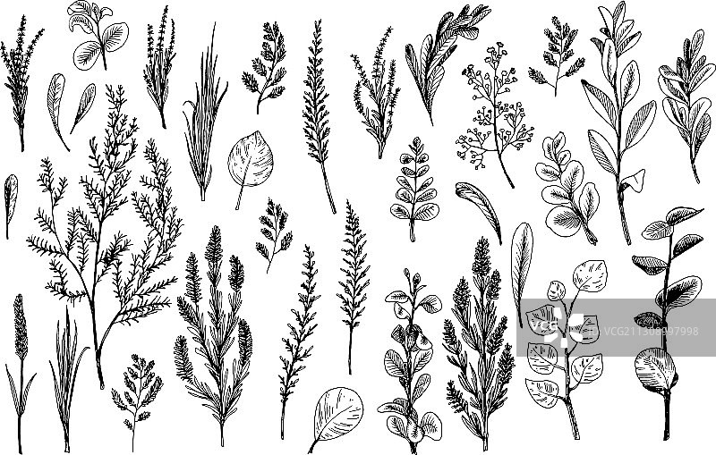 黑色线条绘制的野生草本植物和花卉图片素材